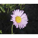 Flower Essence Services Alpine Aster Dropper, 0.25 oz, Flower Essence Services