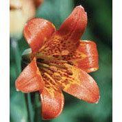 Flower Essence Services Alpine Lily Dropper, 1 oz, Flower Essence Services