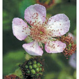 Flower Essence Services Blackberry Dropper, 0.25 oz, Flower Essence Services