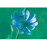 Flower Essence Services Chicory Dropper, 0.25 oz, Flower Essence Services