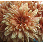 Flower Essence Services Chrysanthemum Dropper, 0.25 oz, Flower Essence Services