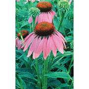 Flower Essence Services Echinacea Dropper, 1 oz, Flower Essence Services