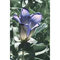 Flower Essence Services Explorer's Gentian Dropper, 1 oz, Flower Essence Services