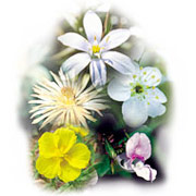 Flower Essence Services Five-Flower Formula Dropper, 0.25 oz, Flower Essence Services