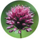 Flower Essence Services Garlic Dropper, 1 oz, Flower Essence Services