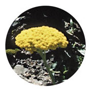 Flower Essence Services Golden Yarrow Dropper, 0.25 oz, Flower Essence Services