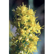 Flower Essence Services Goldenrod Dropper, 1 oz, Flower Essence Services