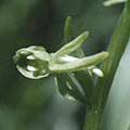 Flower Essence Services Green Rein Orchid Dropper, 1 oz, Flower Essence Services