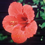 Flower Essence Services Hibiscus Dropper, 1 oz, Flower Essence Services