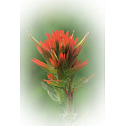 Flower Essence Services Indian Paintbrush Dropper, 1 oz, Flower Essence Services