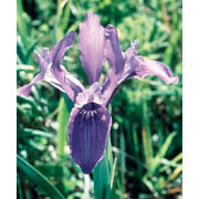 Flower Essence Services Iris Dropper, 0.25 oz, Flower Essence Services