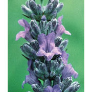 Flower Essence Services Lavender Dropper, 1 oz, Flower Essence Services
