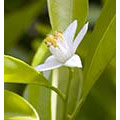 Flower Essence Services Lemon Dropper, 0.25 oz, Flower Essence Services