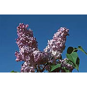 Flower Essence Services Lilac Dropper, 0.25 oz, Flower Essence Services
