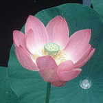 Flower Essence Services Lotus Dropper, 0.25 oz, Flower Essence Services