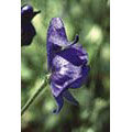 Flower Essence Services Monkshood Dropper, 1 oz, Flower Essence Services