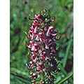 Flower Essence Services Pedicularis Dropper, 1 oz, Flower Essence Services