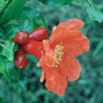 Flower Essence Services Pomegranate Dropper, 0.25 oz, Flower Essence Services