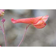 Flower Essence Services Red Larkspur Dropper, 0.25 oz, Flower Essence Services