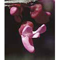 Flower Essence Services Redbud Dropper, 0.25 oz, Flower Essence Services