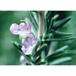 Flower Essence Services Rosemary Dropper, 0.25 oz, Flower Essence Services