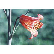 Flower Essence Services Scarlet Frittilary Dropper, 0.25 oz, Flower Essence Services