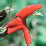 Flower Essence Services Scarlet Monkeyflower Dropper, 1 oz, Flower Essence Services