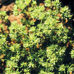 Flower Essence Services Scleranthus Dropper, 0.25 oz, Flower Essence Services