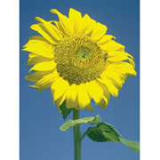 Flower Essence Services Sunflower Dropper, 0.25 oz, Flower Essence Services