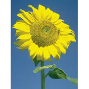 Flower Essence Services Sunflower Dropper, 1 oz, Flower Essence Services