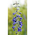 Flower Essence Services Tall Mountain Larkspur Dropper, 1 oz, Flower Essence Services