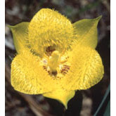 Flower Essence Services Yellow Star Tulip Dropper, 1 oz, Flower Essence Services